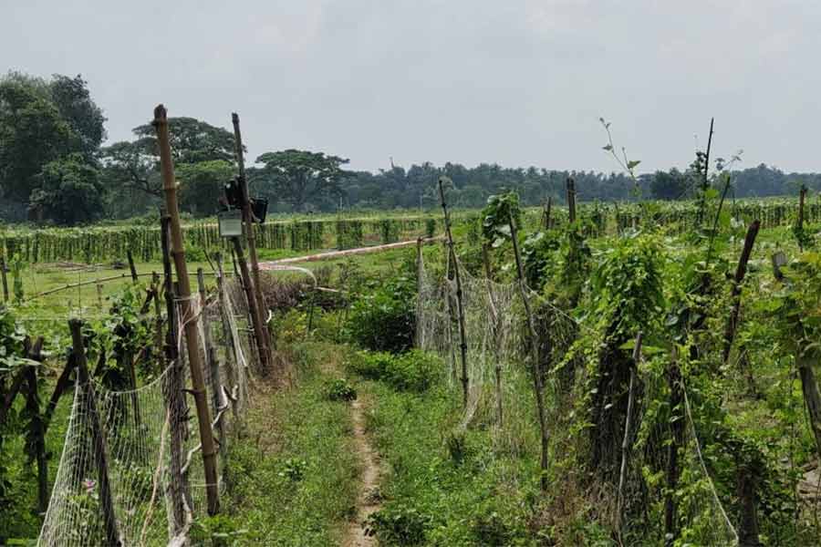 এখানেই মেলে দেহ। নিজস্ব চিত্র