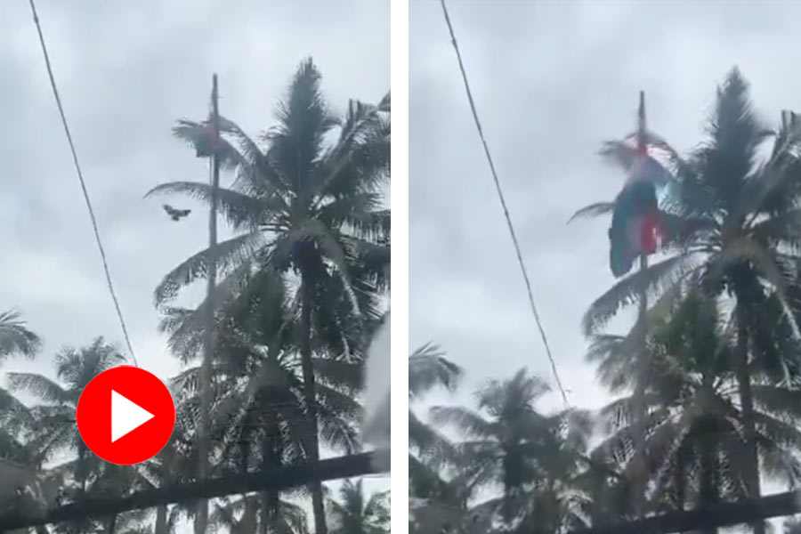 Did Bird hoist national Flag? Video went viral and got mix reaction fact check