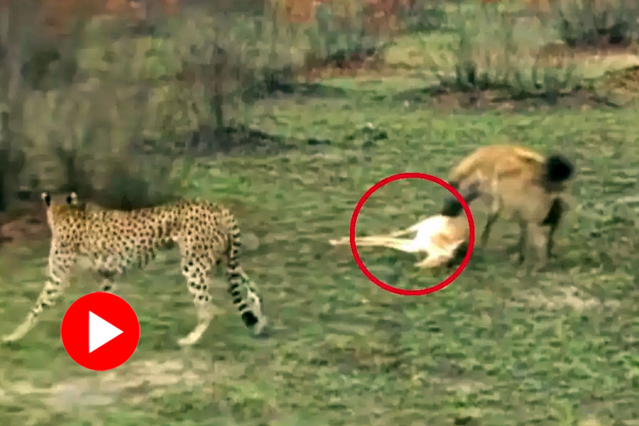 Deer escapes from hyenah and cheetah by playing ‘dead’, video went viral