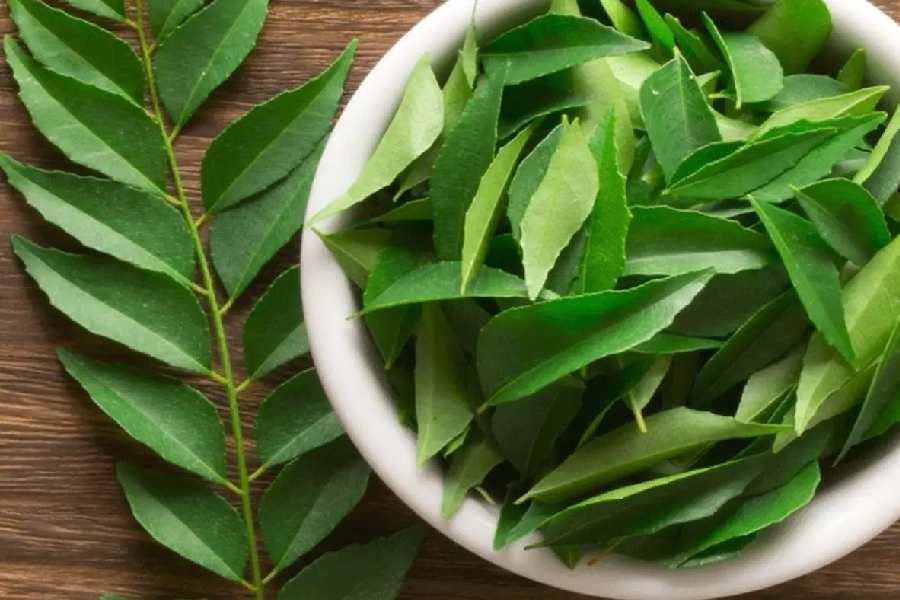 curry leaves