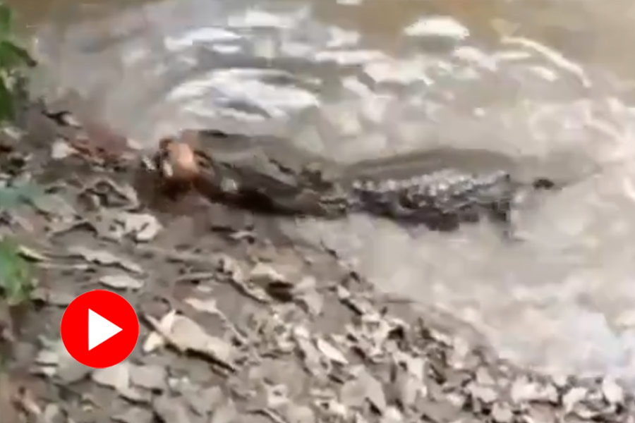 Viral Video of crocodile and electric eel