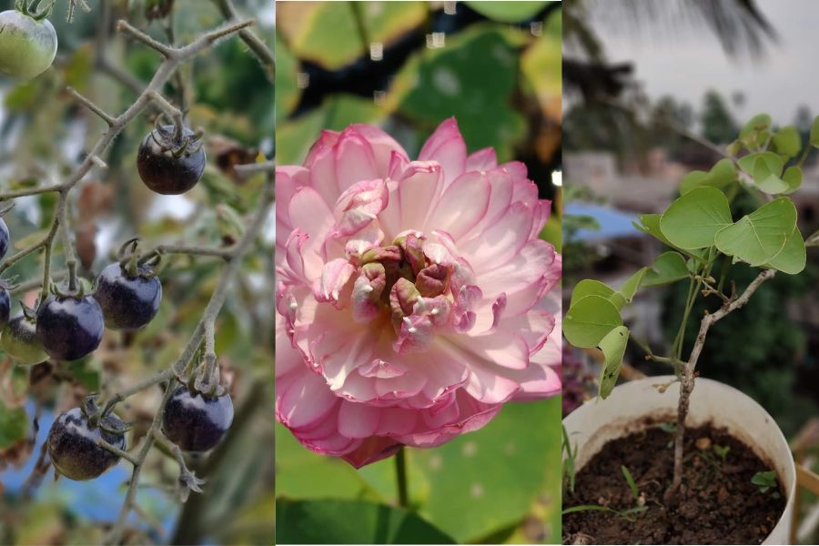 স্কুলের ছাদে ফুল, ফল এবং ঔষধি গাছের বাগান।