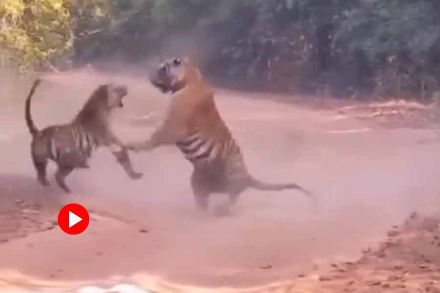 Terrifying viral video of tiger and tigress fight