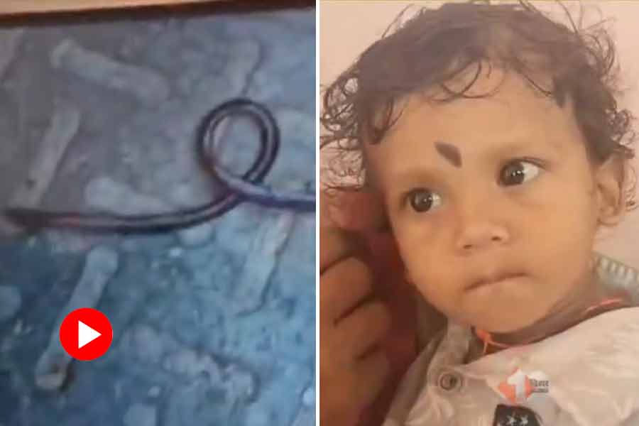 Toddler holds snake in Bihar, parents rushed to hospital