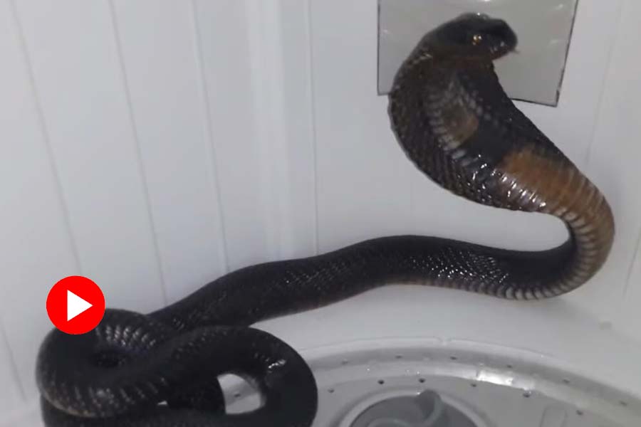 Viral Video Cobra in washing machine