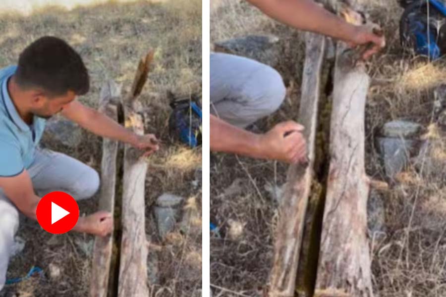 Man opens a trunk, found honeycomb inside it