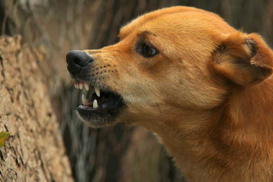 Man in Madhya Pradesh behaves strangely after bitten by dog