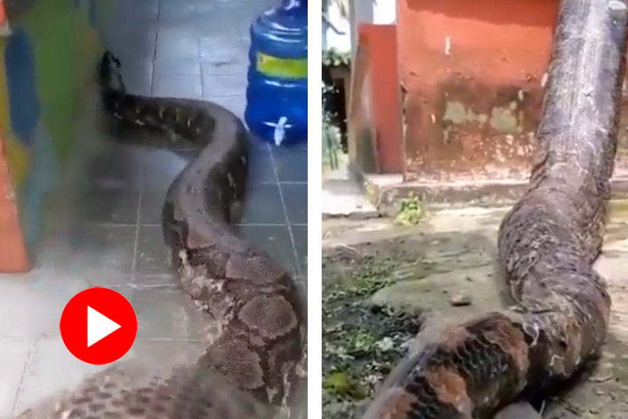 Video of giant Python climbing wall to catch prey