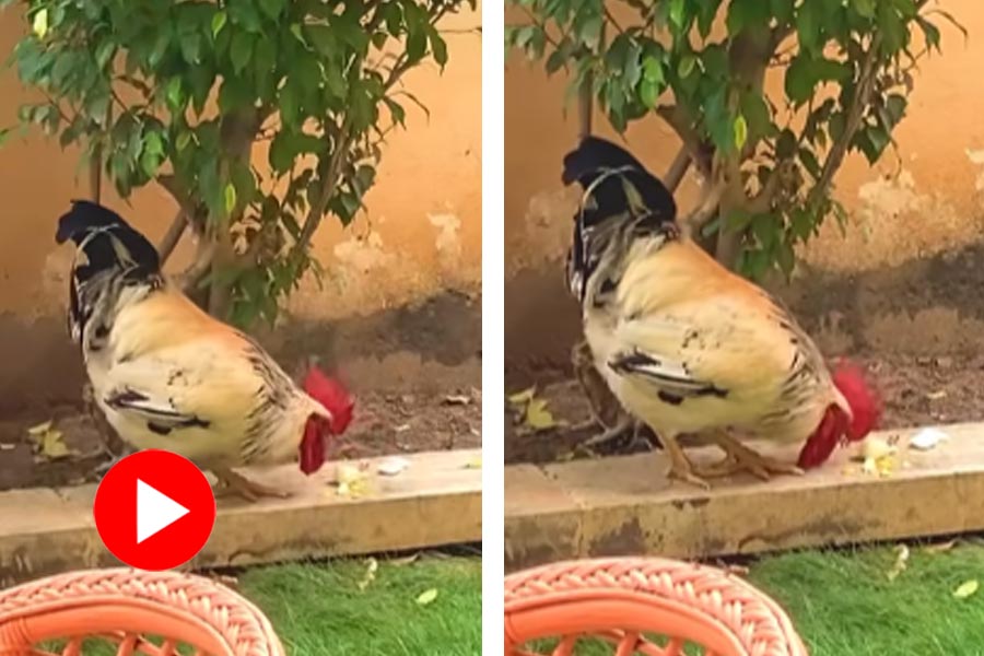 Peahen and rooster ate boiled egg