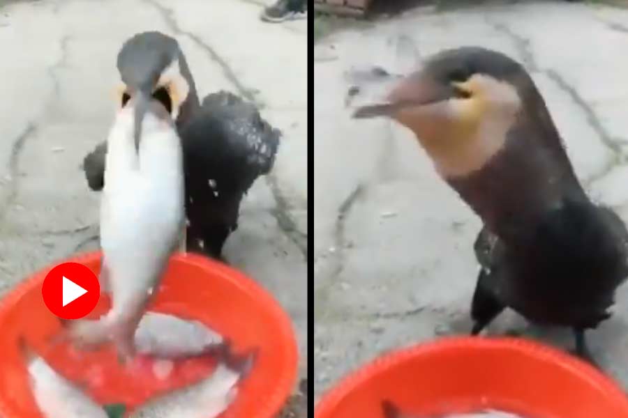 Viral Video of bird eating fish in a hilarious way