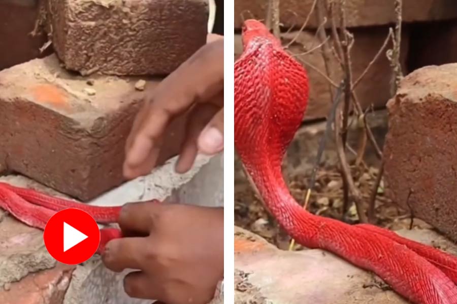 Video of red coloured Snake that created controversy