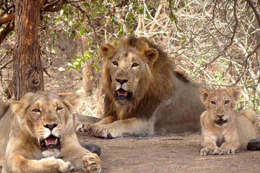 Lions are believed to clean the premises at the mysterious shrine in UP's Etawah