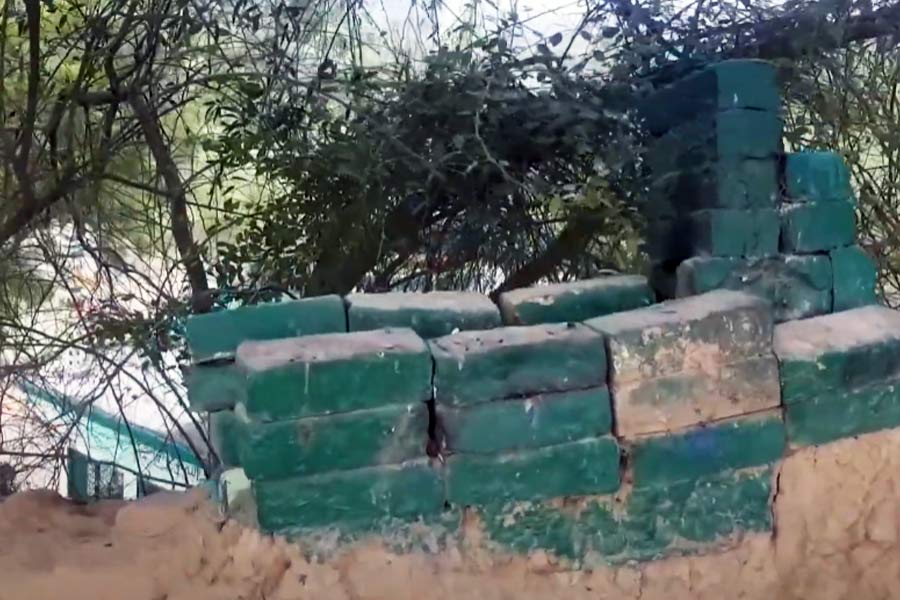 Lions are believed to clean the premises at the mysterious shrine in UP's Etawah