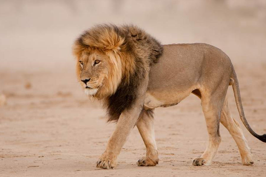 Lions are believed to clean the premises at the mysterious shrine in UP's Etawah