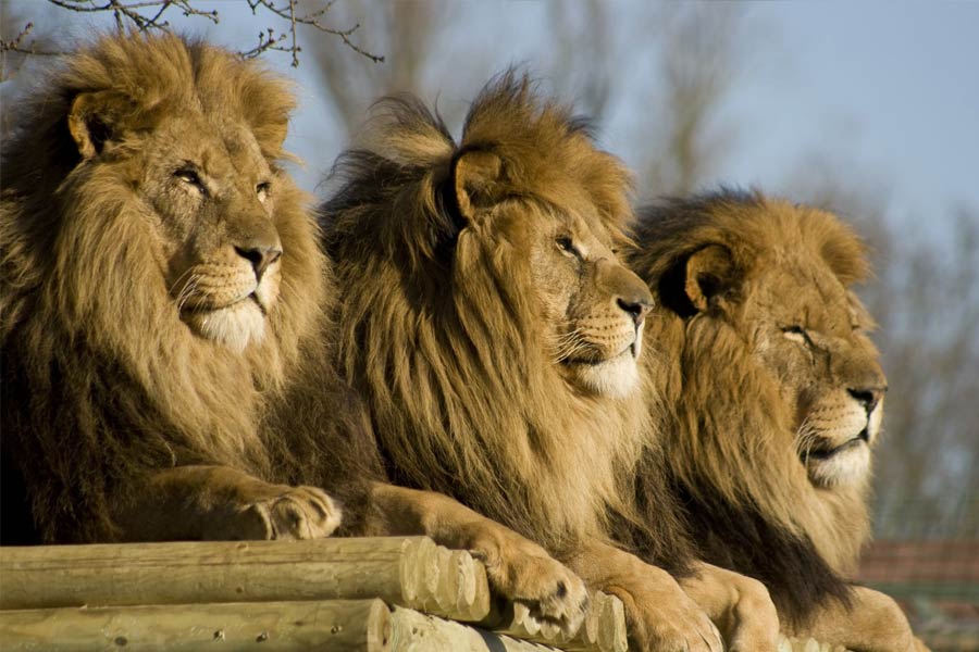 Lions are believed to clean the premises at the mysterious shrine in UP's Etawah
