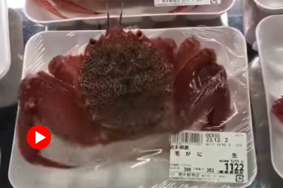 Live Crabs Moving Inside Plastic Packaging in Japan