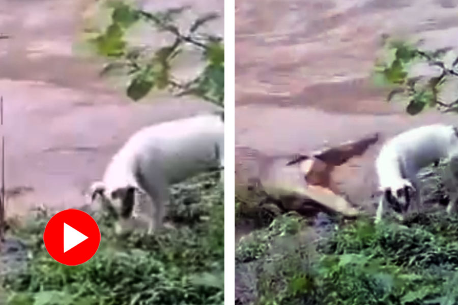 Video of Crocodile and Dog in river bank