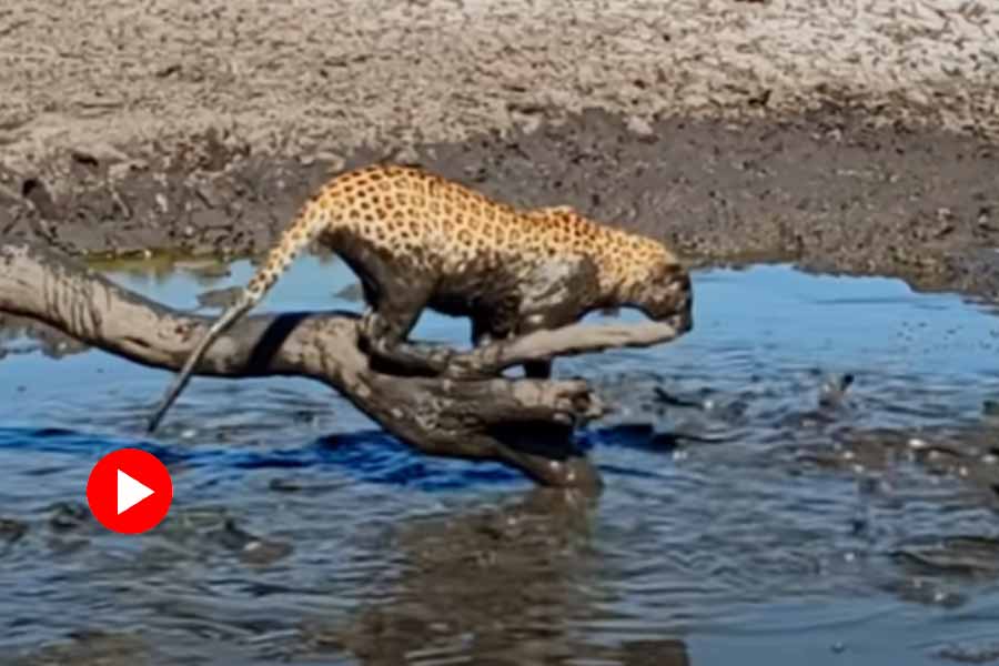 Leopard takes plunge into muddy water to snatch fish