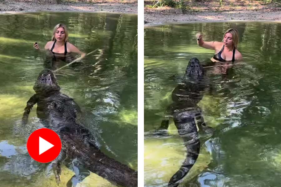 Woman dives into pond to feed massive alligator