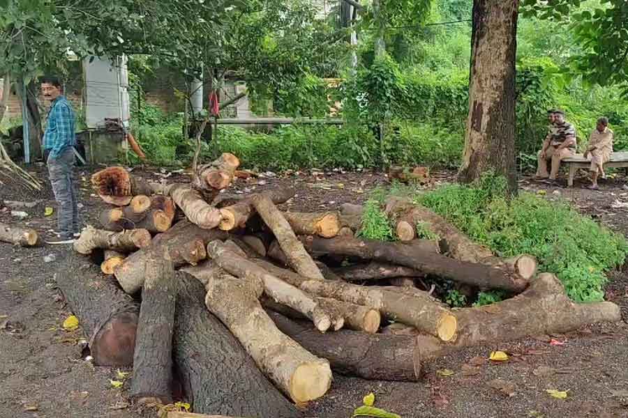 Forest department sized huge amount wood from Asansol mill