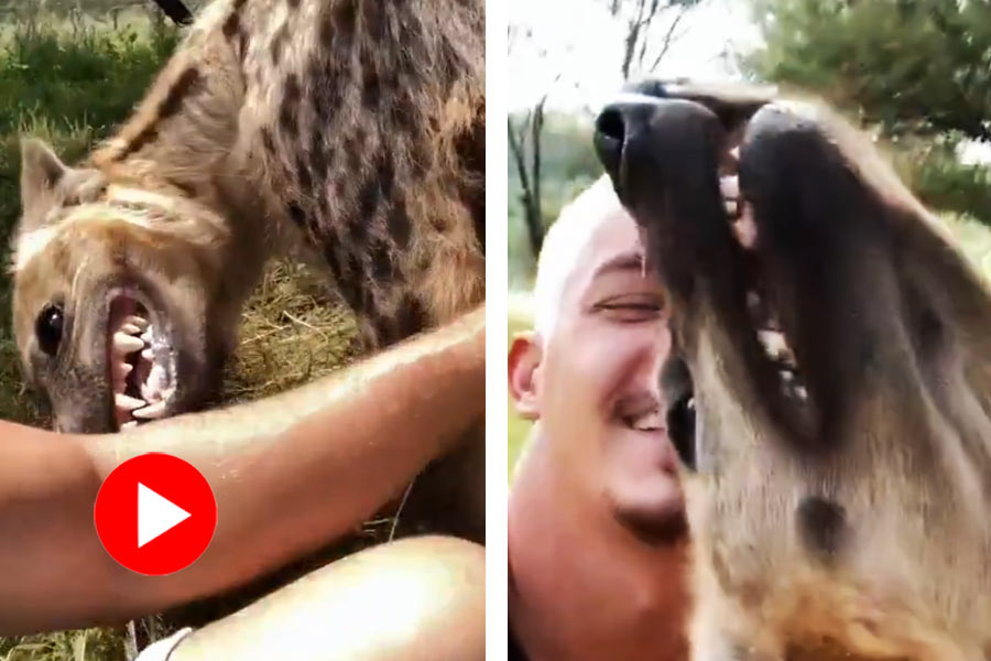 Wildlife fan became friend with a hyena