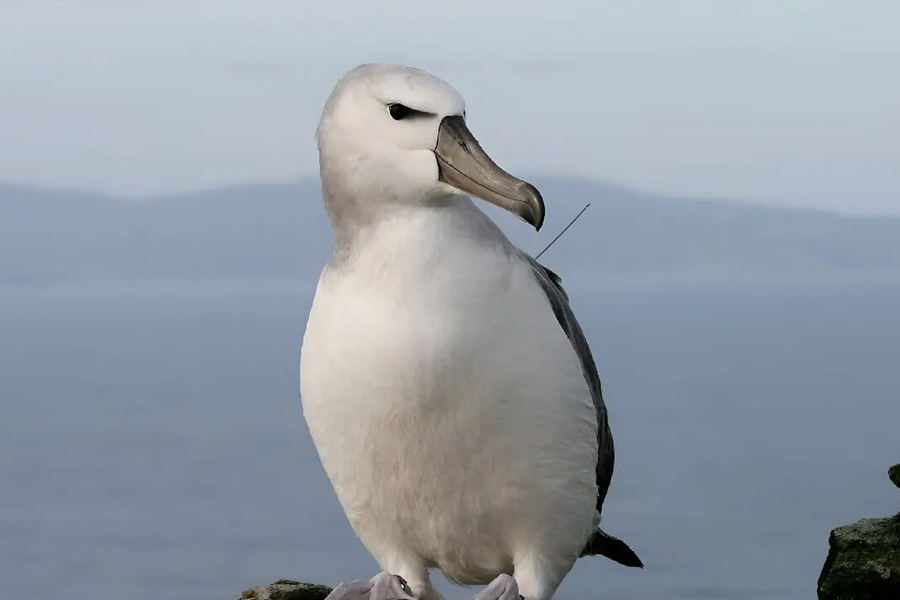 South Africa to kill invasive mice that are eating albatrosses alive in Marion Island