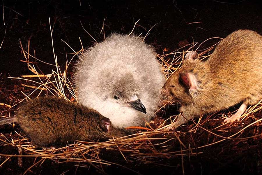 South Africa to kill invasive mice that are eating albatrosses alive in Marion Island