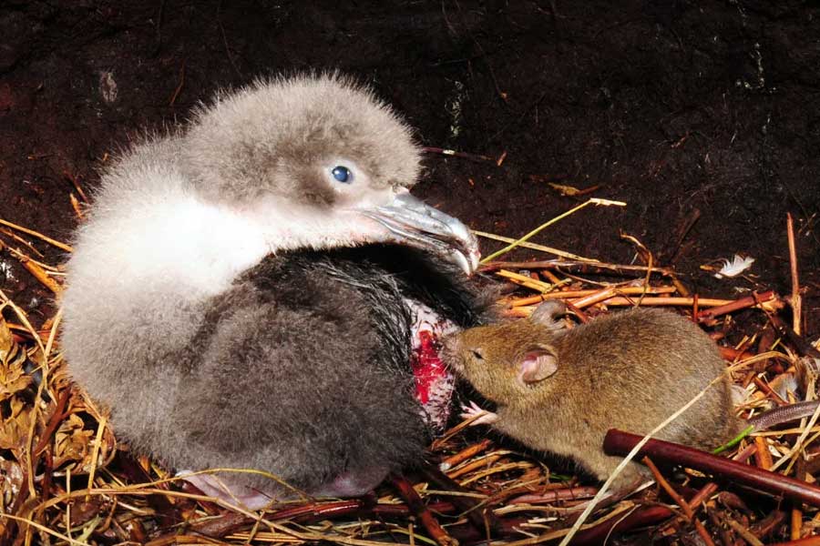 South Africa to kill invasive mice that are eating albatrosses alive in Marion Island
