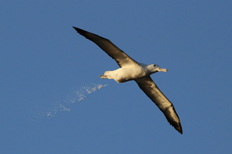 South Africa to kill invasive mice that are eating albatrosses alive in Marion Island