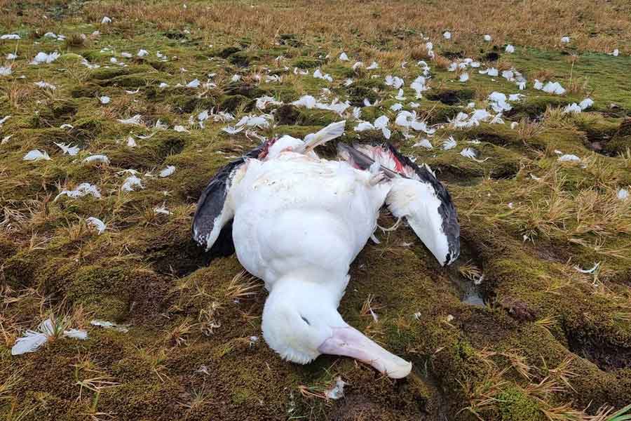 South Africa to kill invasive mice that are eating albatrosses alive in Marion Island