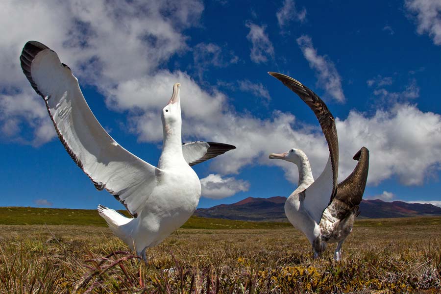 South Africa to kill invasive mice that are eating albatrosses alive in Marion Island
