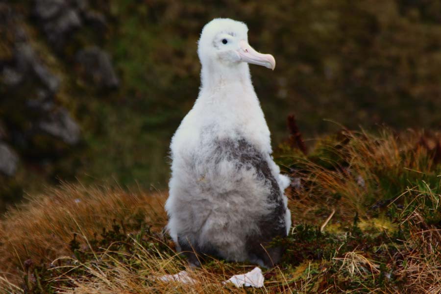South Africa to kill invasive mice that are eating albatrosses alive in Marion Island