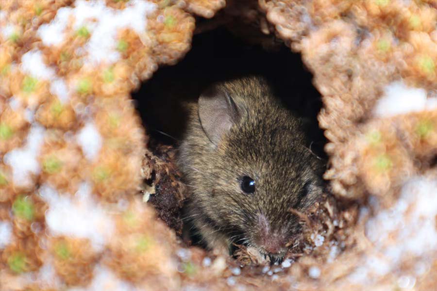 South Africa to kill invasive mice that are eating albatrosses alive in Marion Island