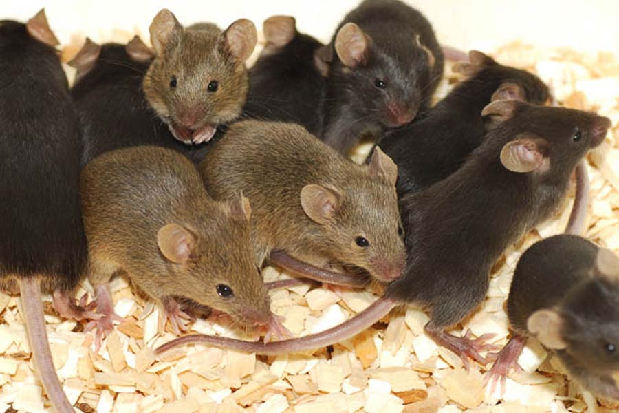 South Africa to kill invasive mice that are eating albatrosses alive in Marion Island