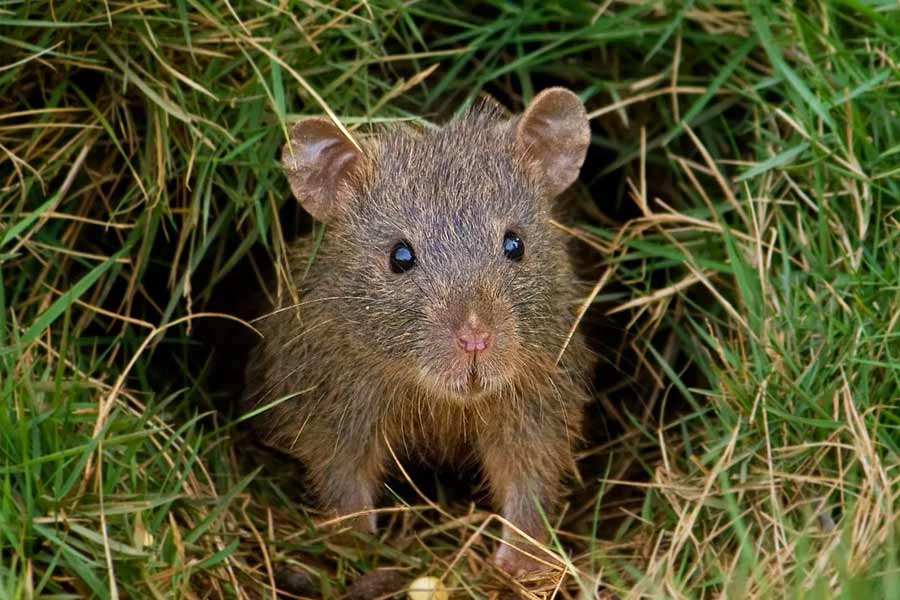 South Africa to kill invasive mice that are eating albatrosses alive in Marion Island