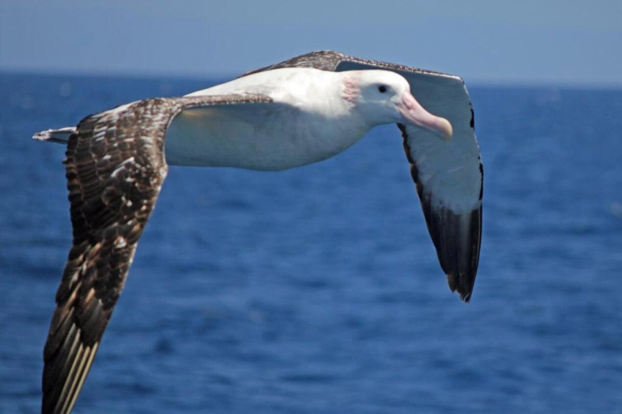 South Africa to kill invasive mice that are eating albatrosses alive in Marion Island