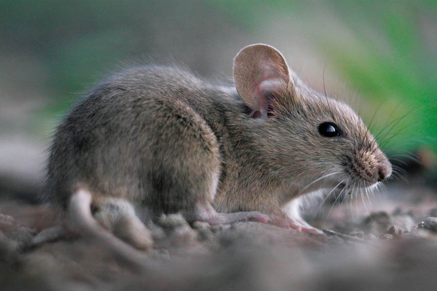 South Africa to kill invasive mice that are eating albatrosses alive in Marion Island