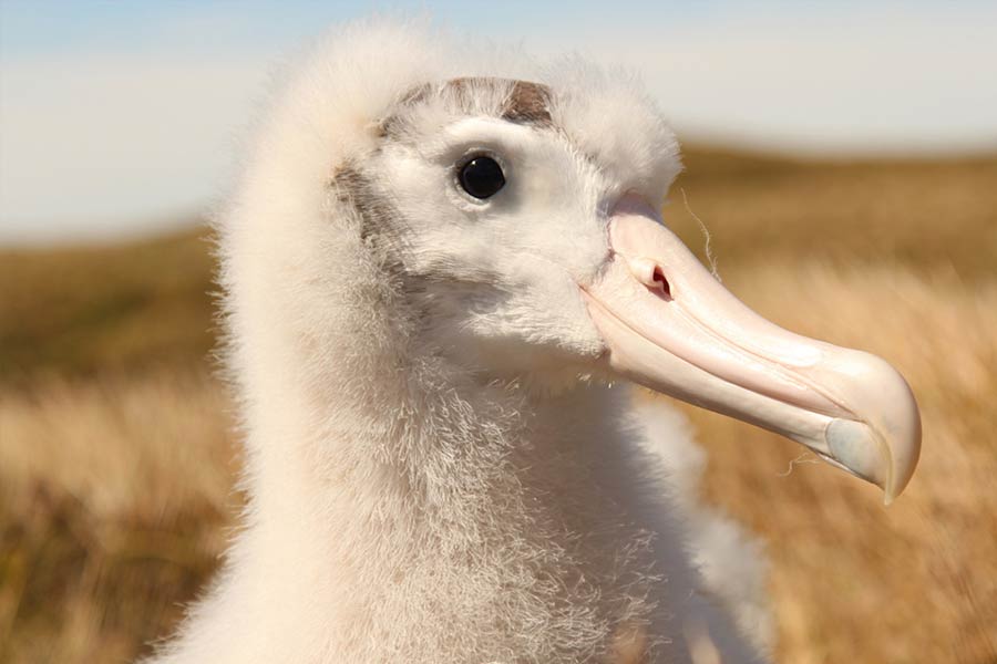 South Africa to kill invasive mice that are eating albatrosses alive in Marion Island