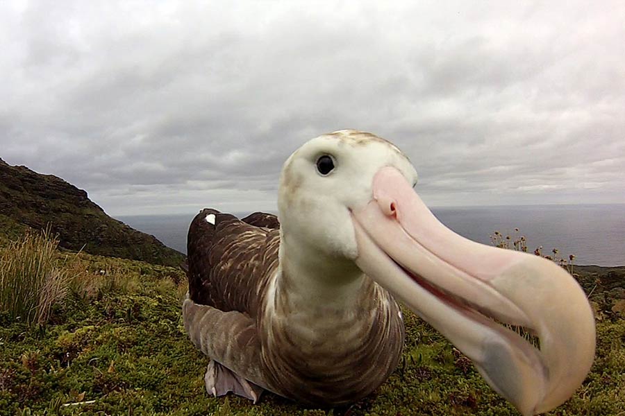 South Africa to kill invasive mice that are eating albatrosses alive in Marion Island