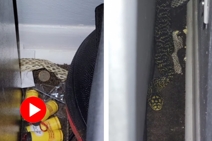 Giant snake found in a bedroom with shredded skin, video went viral