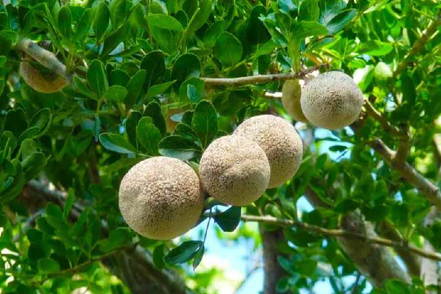 astrological facts and health benefits of wood apple tree and leaf