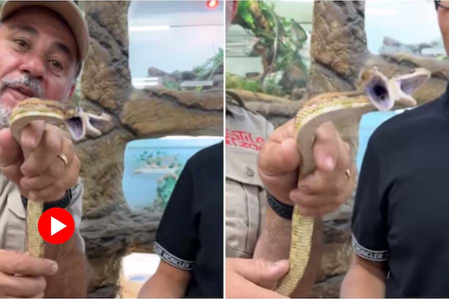 Video of two headed snake