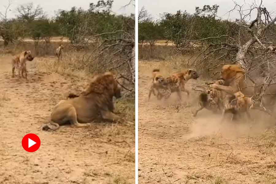 Video of Lion Catching Hyena