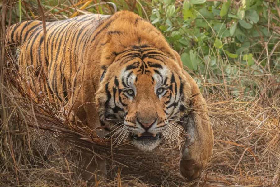 Forest department could not control tigress Zeenat as of now