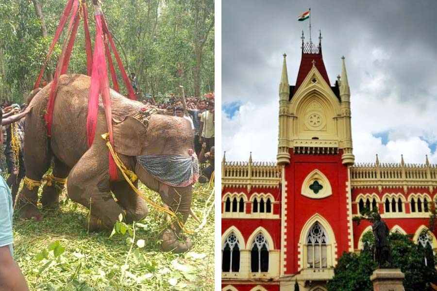 (বাঁ দিকে) ঝাড়গ্রামে হাতি ধরার তোড়জোড়। —নিজস্ব চিত্র। কলকাতা হাই কোর্ট (ডান দিকে)। —ফাইল চিত্র।