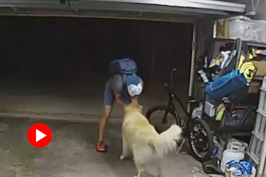 Dog didn’t stop thief, want belly rubbing