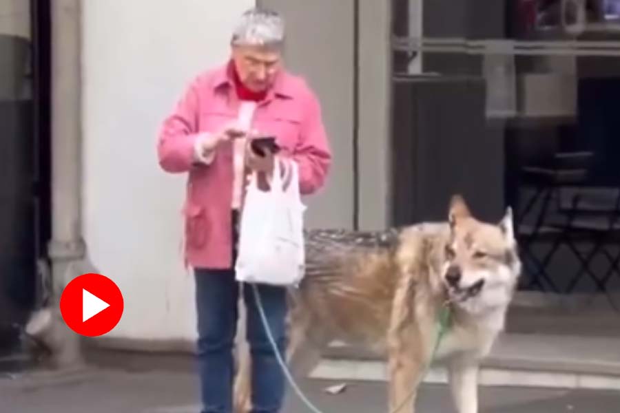 Woman strolls through Paris with \\\\\\\\\\\\\\\\\\\\\\\\\\\\\\\'wolf-like\\\\\\\\\\\\\\\\\\\\\\\\\\\\\\\' pet