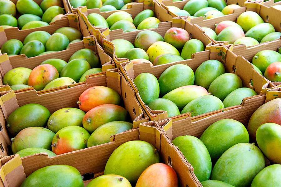 Mango export of china led to cut Indian export