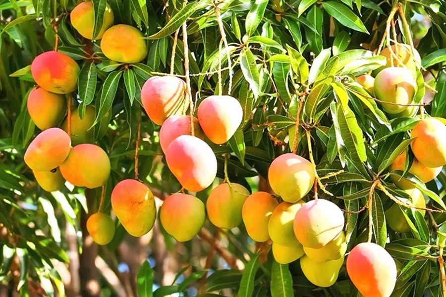 Mango export of china led to cut Indian export