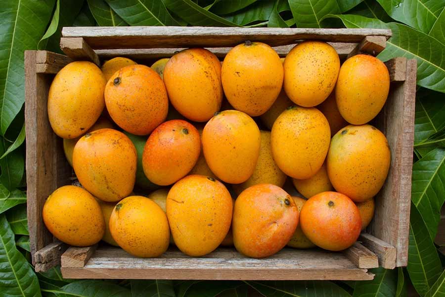 Mango export of china led to cut Indian export